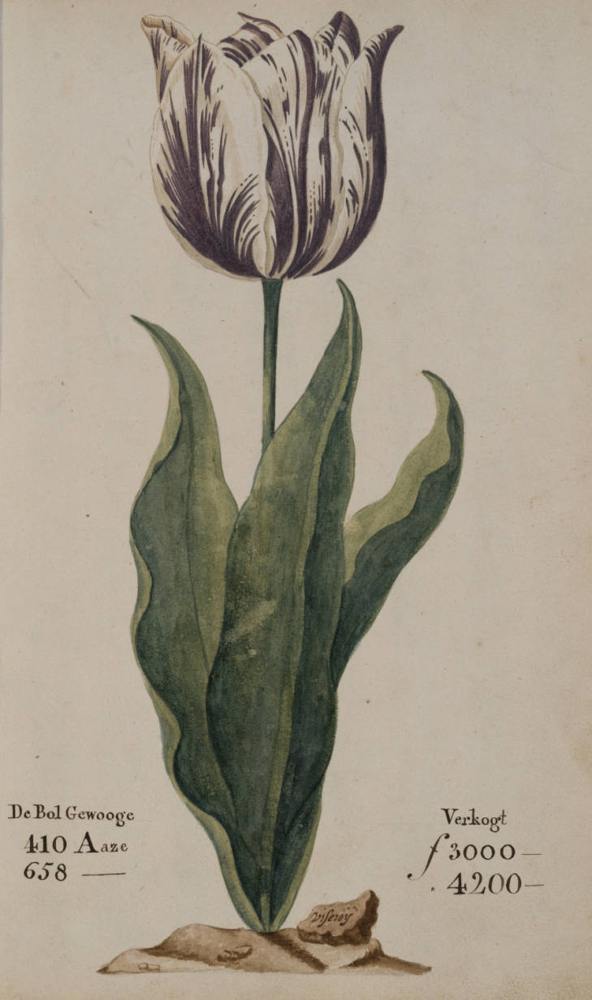 tulip